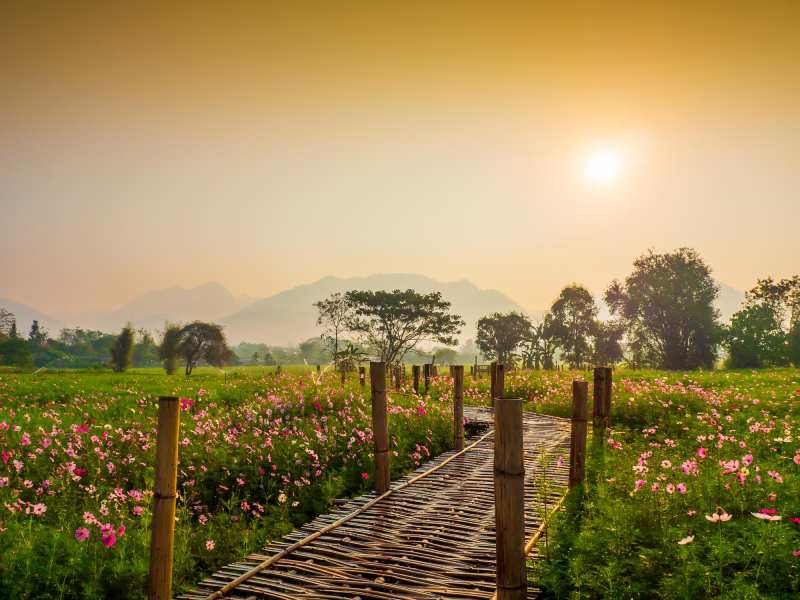 Scenic view of flowering plants