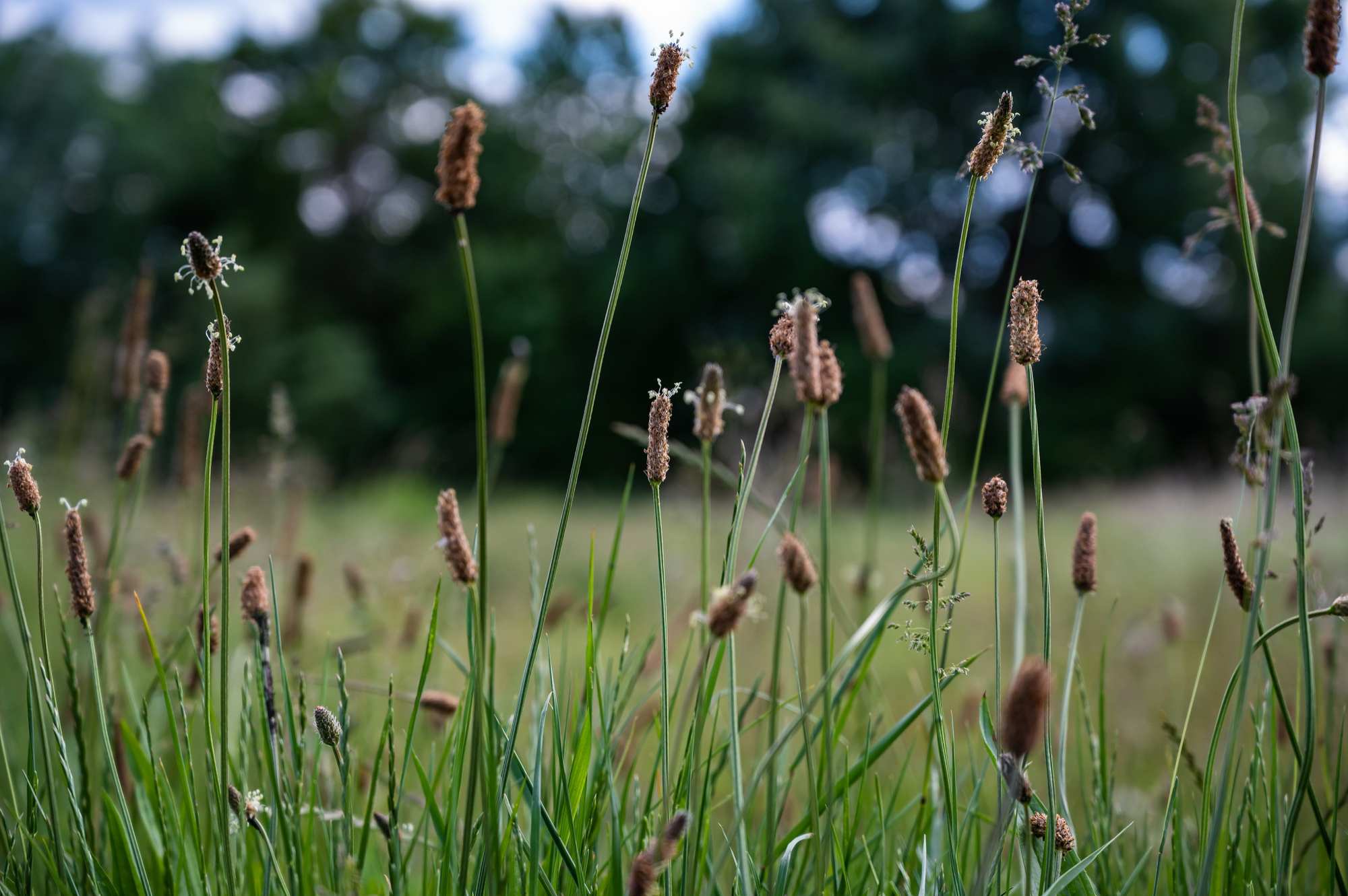 eleocharis palustris