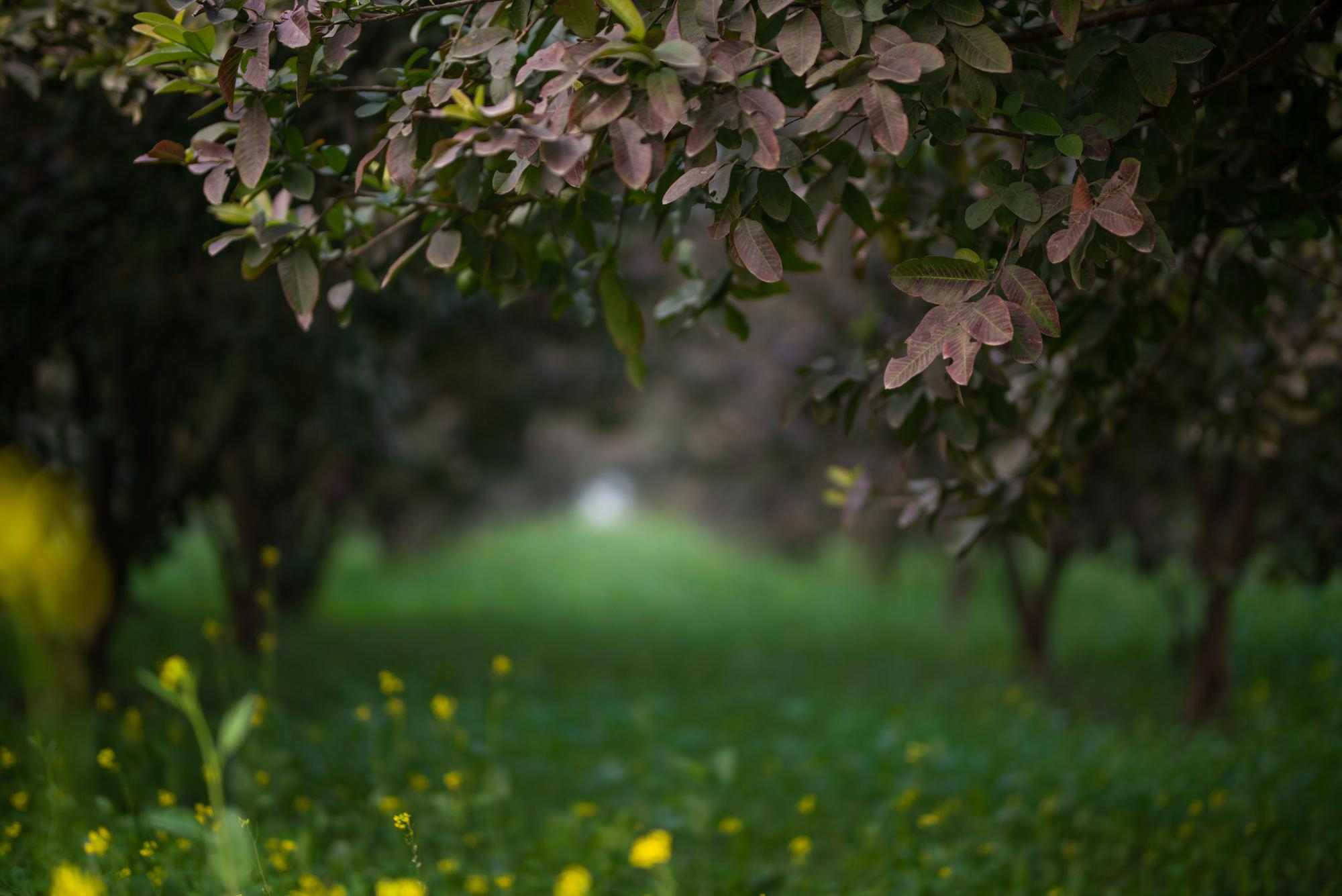 guava garden