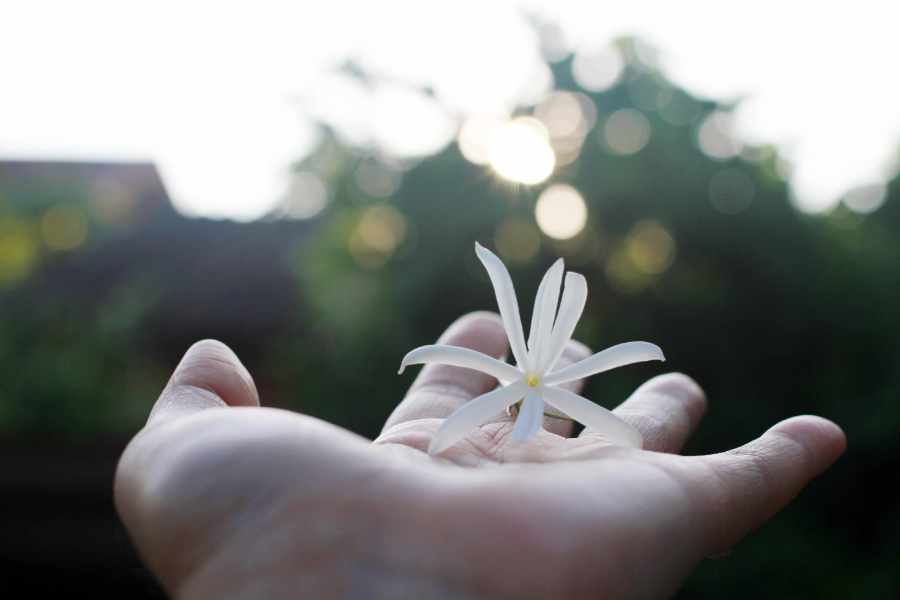 hand holding plant