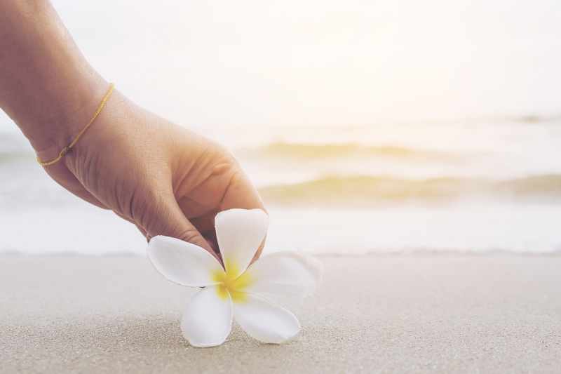 lady is keeping plumeria flower on sand beach