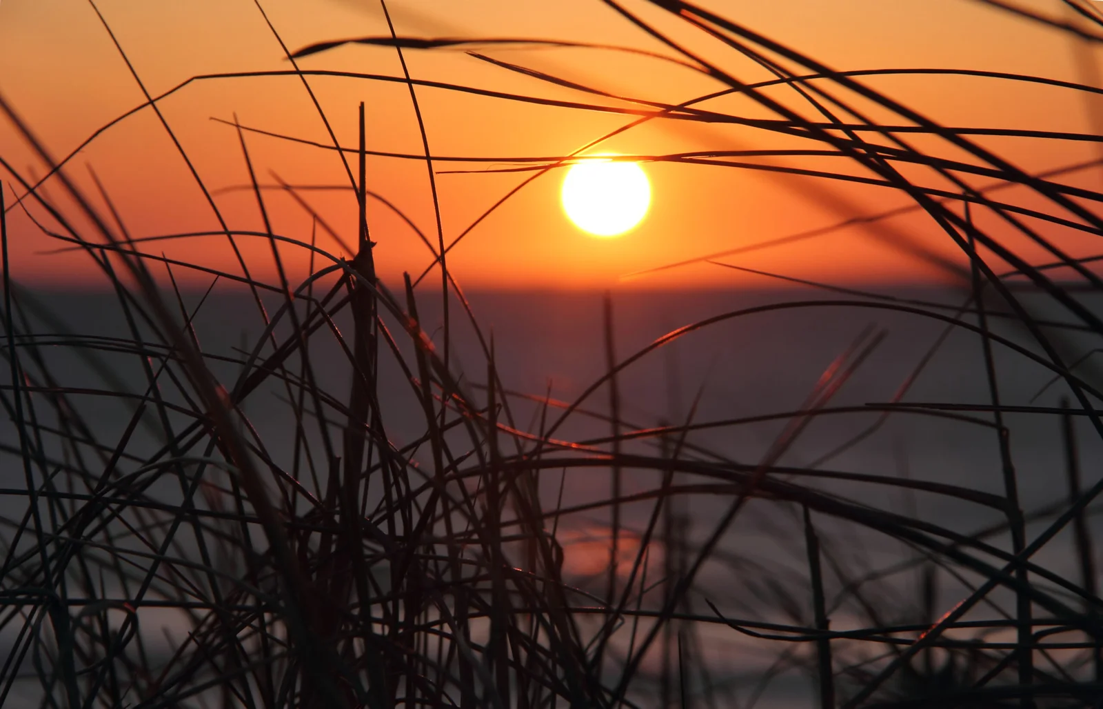 silhouette-stalks-against-sunset-scaled