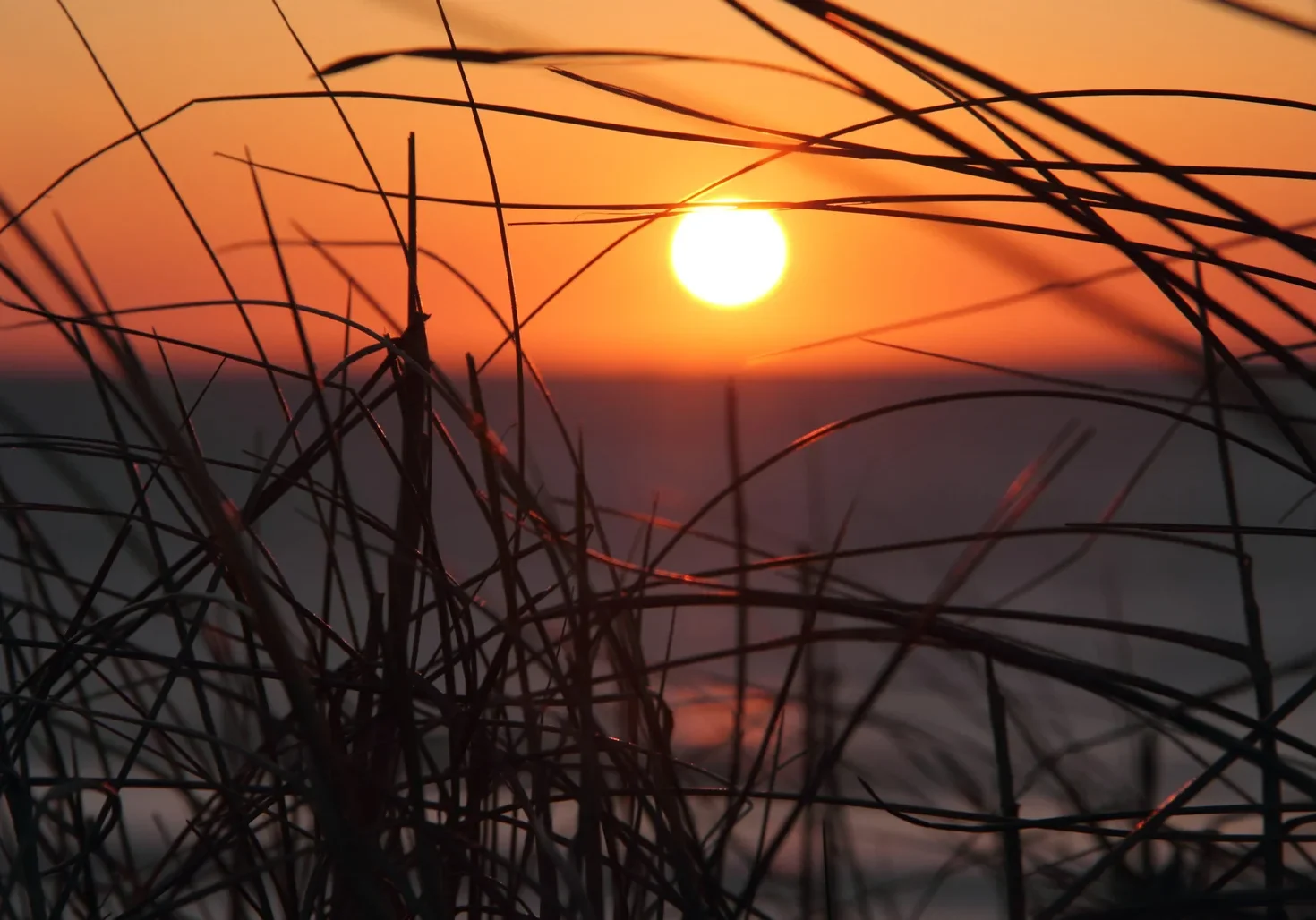 silhouette-stalks-against-sunset-scaled
